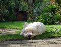 Dog_Home_Boarding_Surrey_10